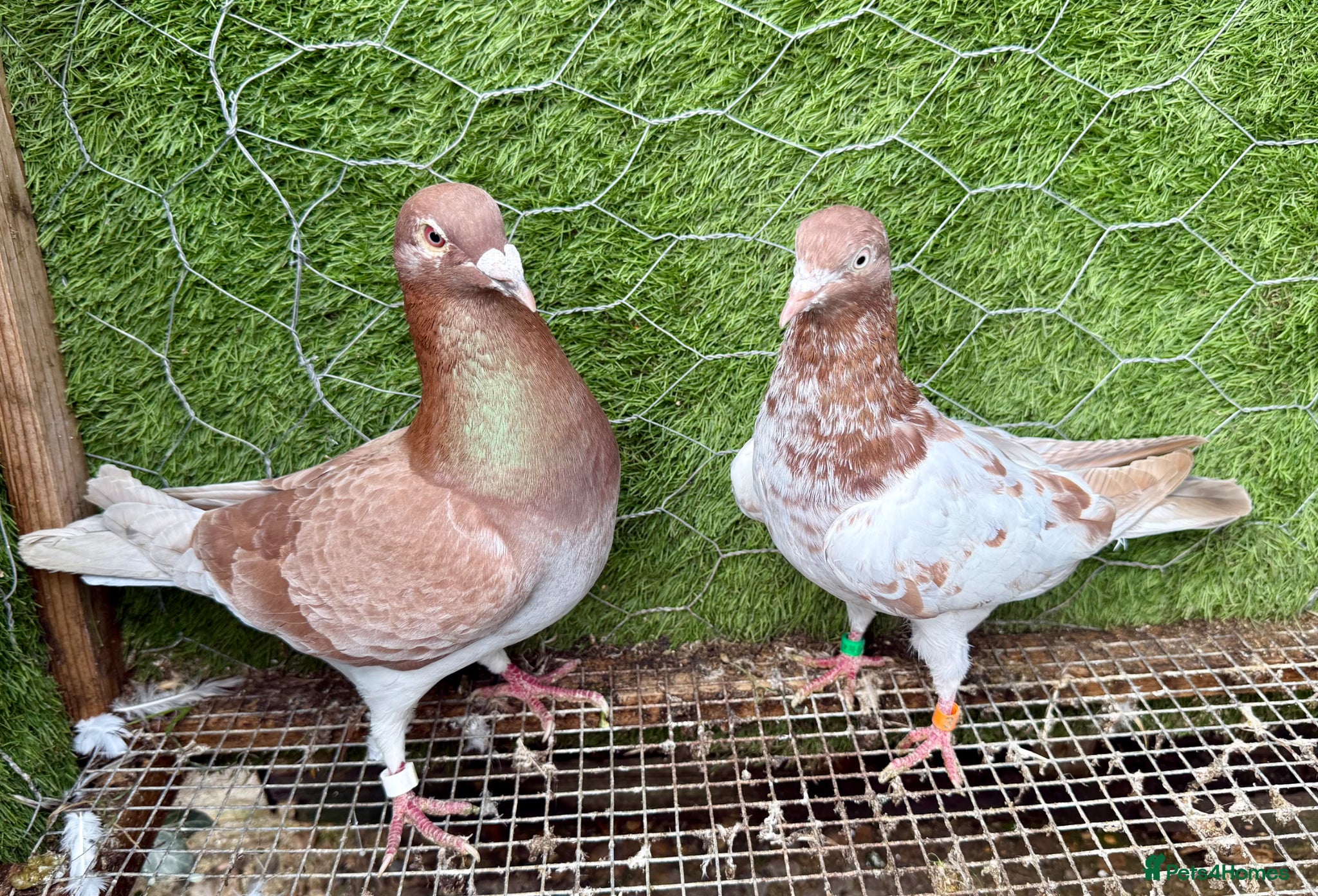 Pigeons birds Strong Breeding Pigeon Pairs – £70 Per Pair - Advert 1