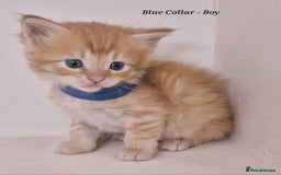 Maine Coon cats for sale: Maine Coon x siberian - Image 8