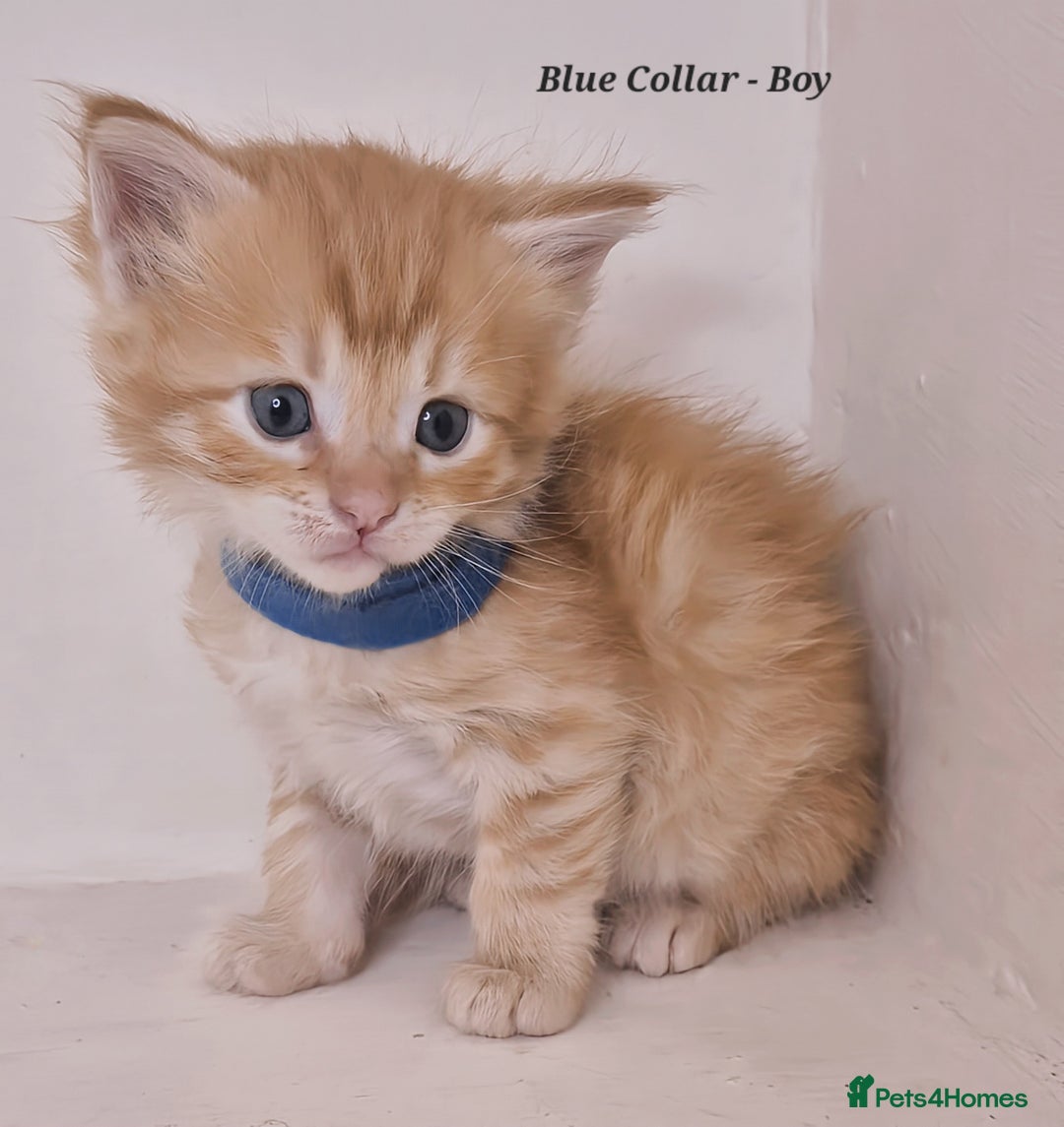 Maine Coon cats for sale: Maine Coon x siberian - Image 8