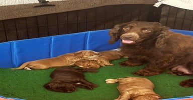 Cocker Spaniel dogs - Advert 13