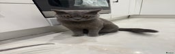 British Shorthair cats for sale: British shorthair and sphinx  - Advert 3