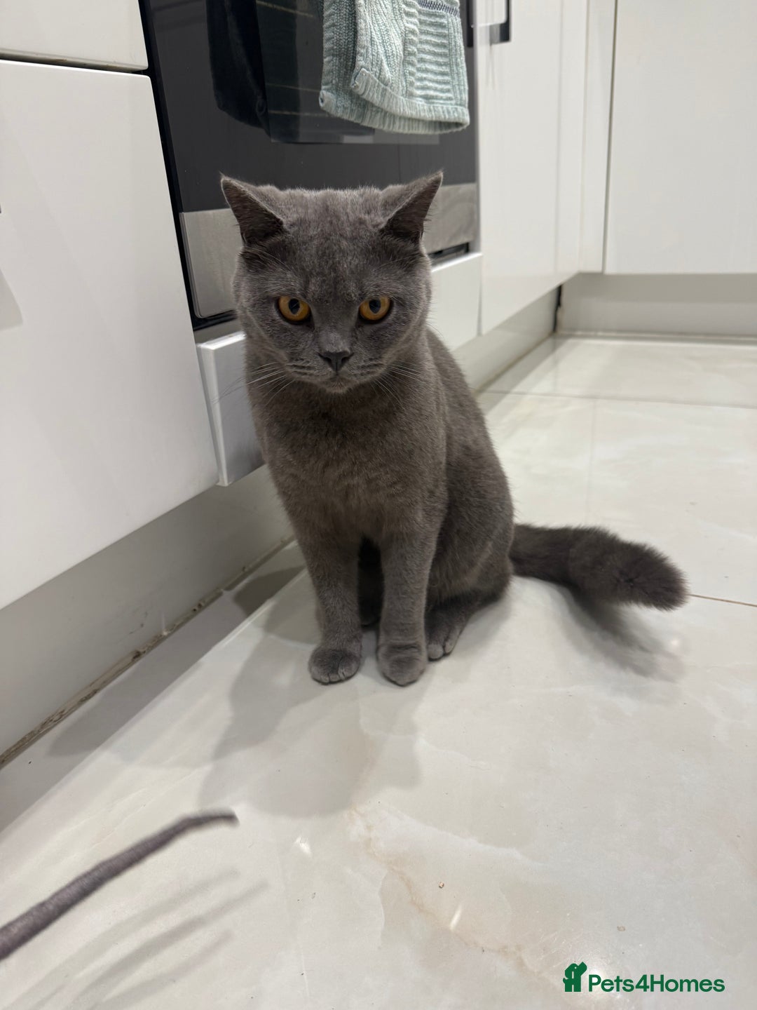 British Shorthair cats for sale: British shorthair and sphinx  - Advert 3