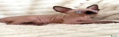 Sphynx 6