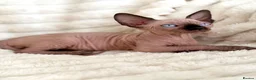 Sphynx cats for sale: 🐾 Beautiful Sphynx Kittens – Raised With Love 🐾 - Advert 24