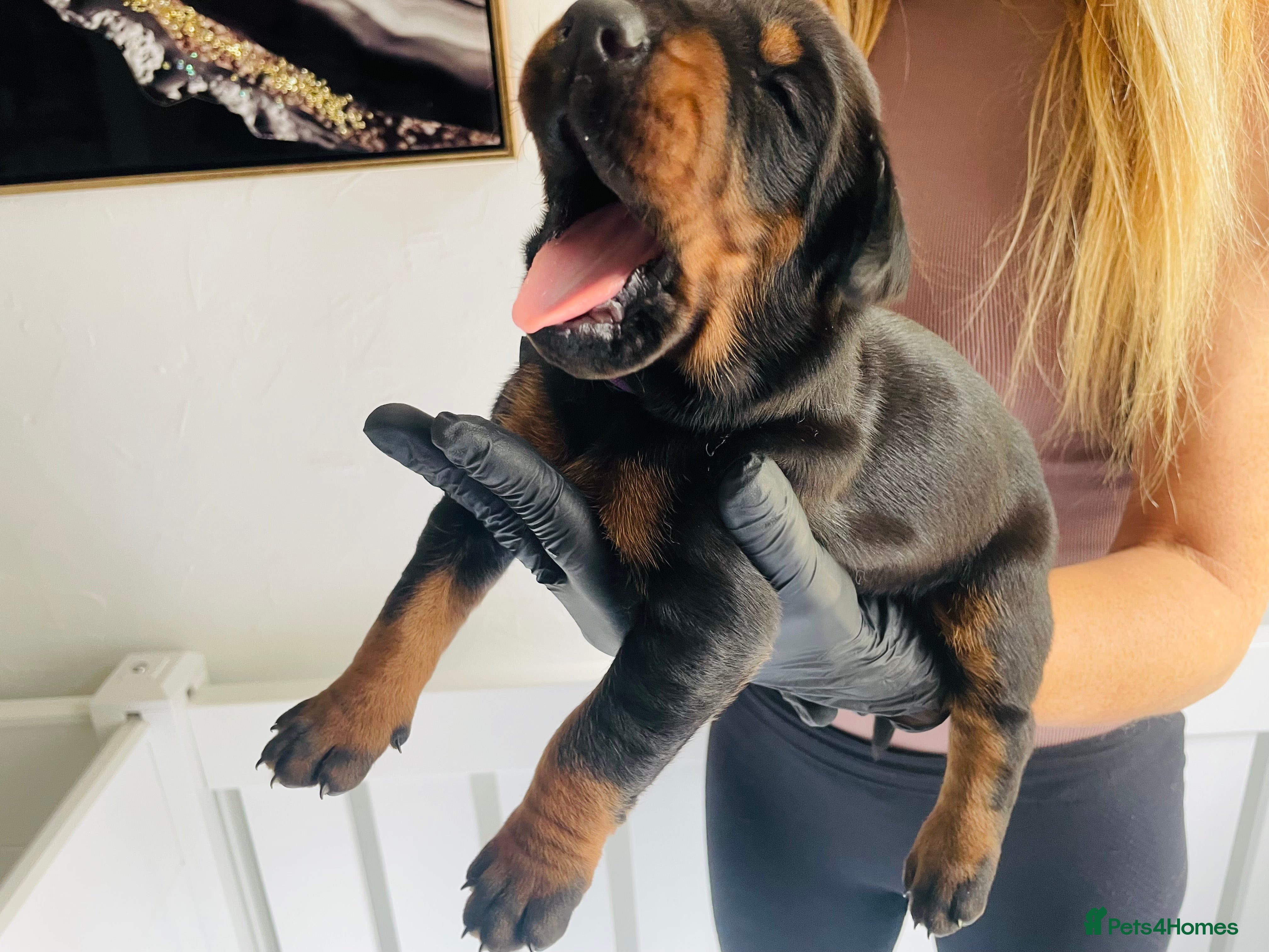 Dobermann dogs Top pedigree Trained Doberman puppies  - Advert 1