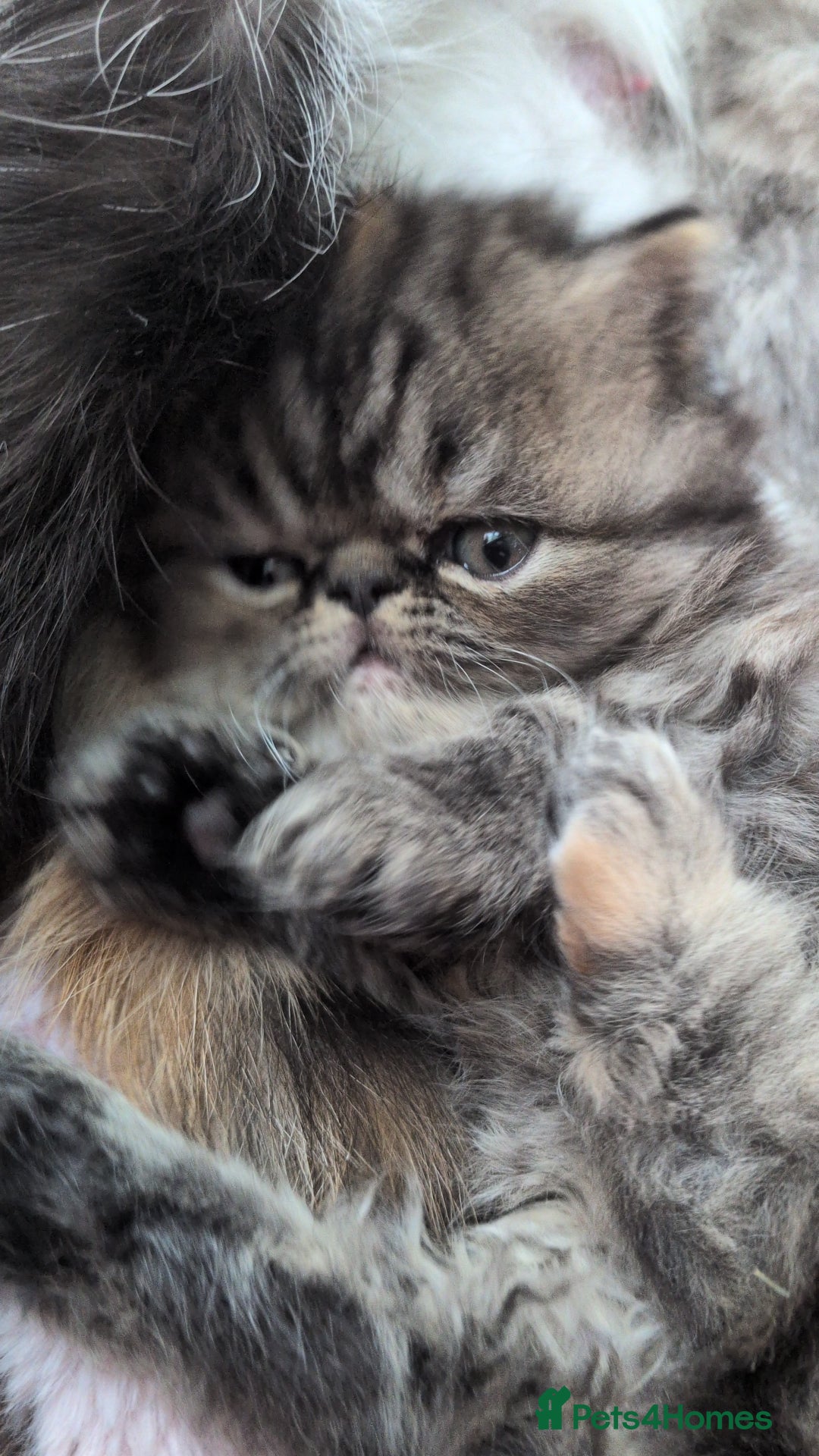 Exotic cats for sale: Beautiful Exotic kittens  - Advert 12