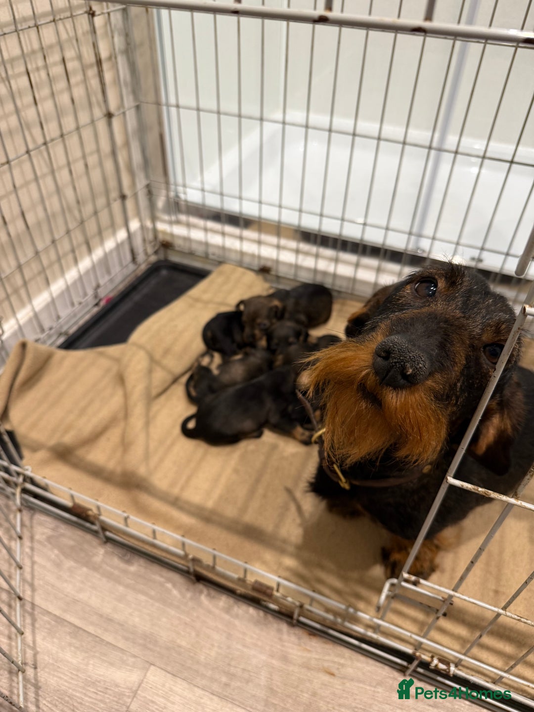 Miniature Dachshund dogs for sale: Wirehaired Teckel puppies READY NOW  - Advert 8