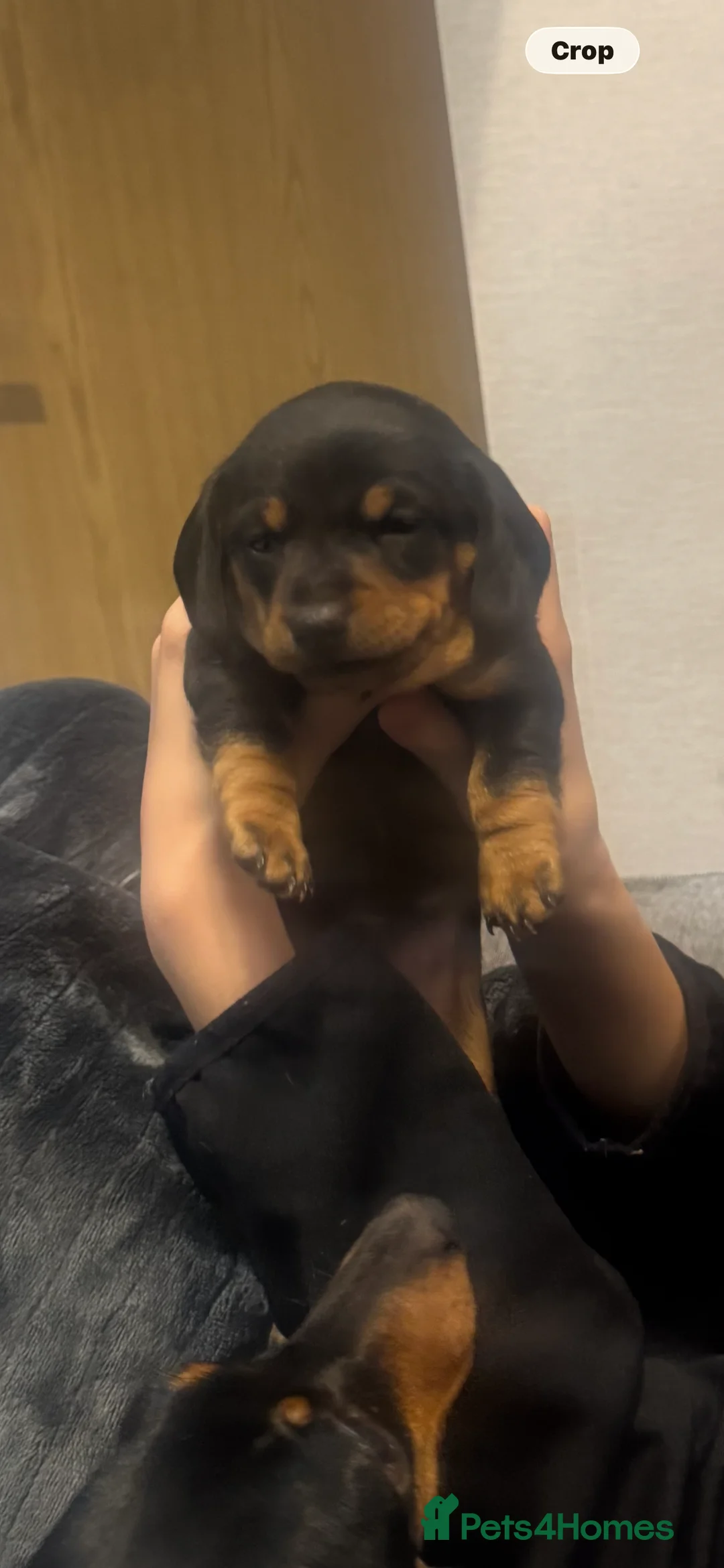 Miniature Dachshund dogs for sale: Miniature dachshund - Advert 2