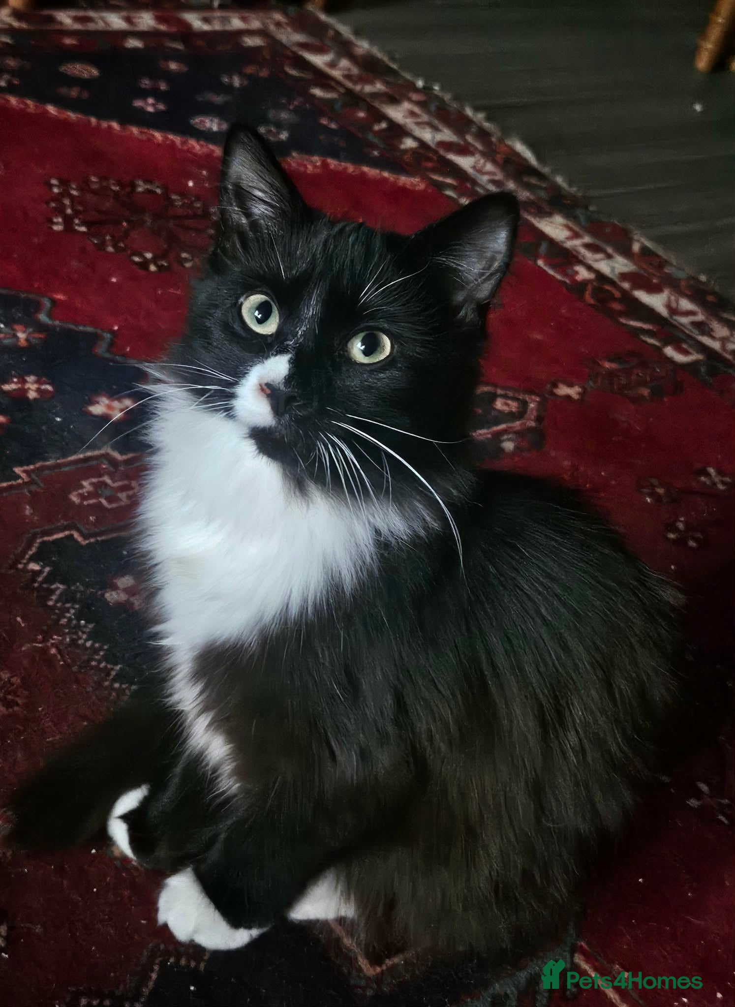 Mixed Breed cats 3 gorgeous kittens ready for their new home  - Advert 4