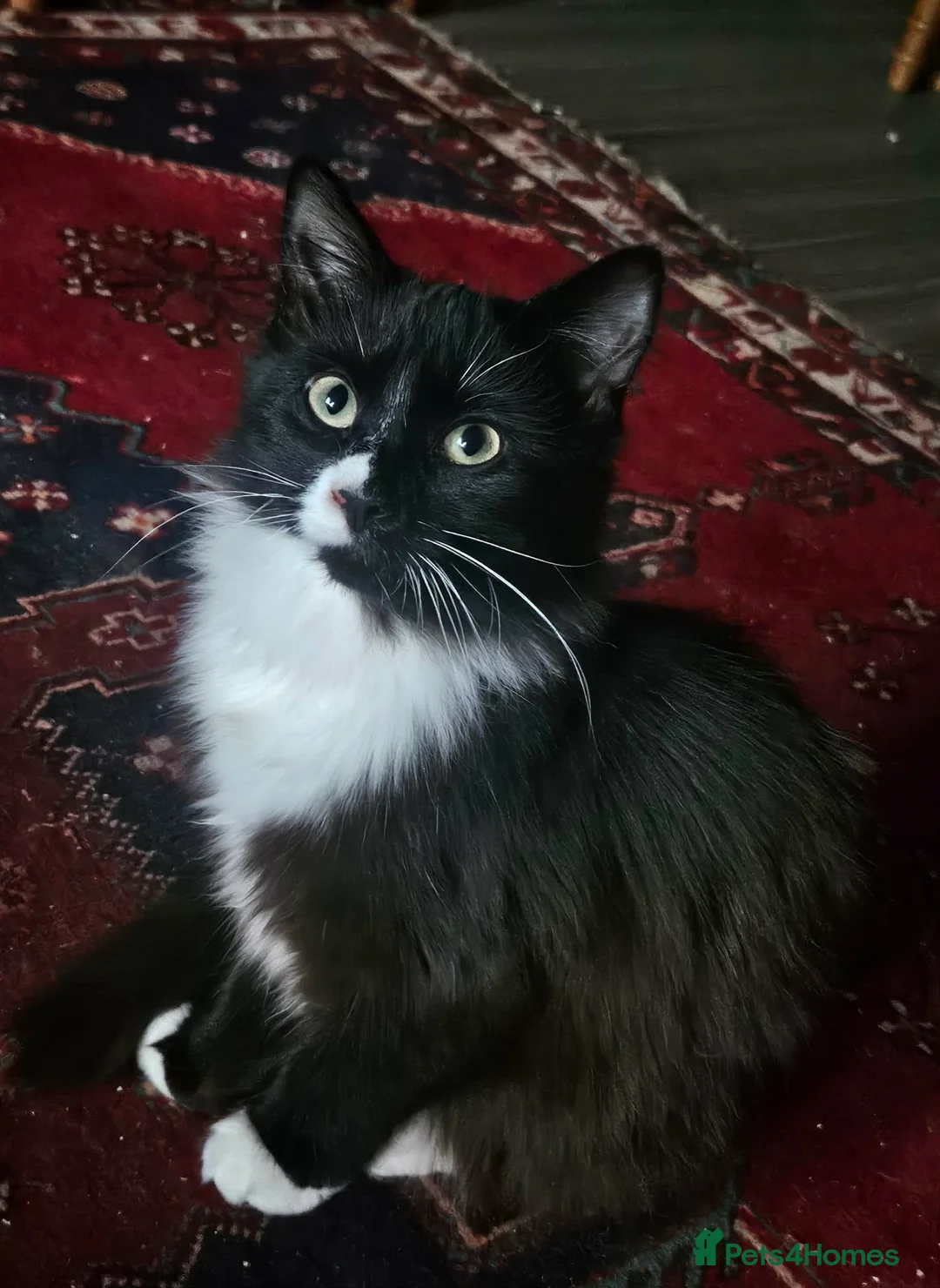 Mixed Breed cats for sale: 3 gorgeous kittens ready for their new home  in Exeter - Advert 1