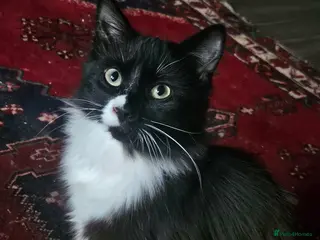 Mixed Breed cats 3 gorgeous kittens ready for their new home - Advert 16