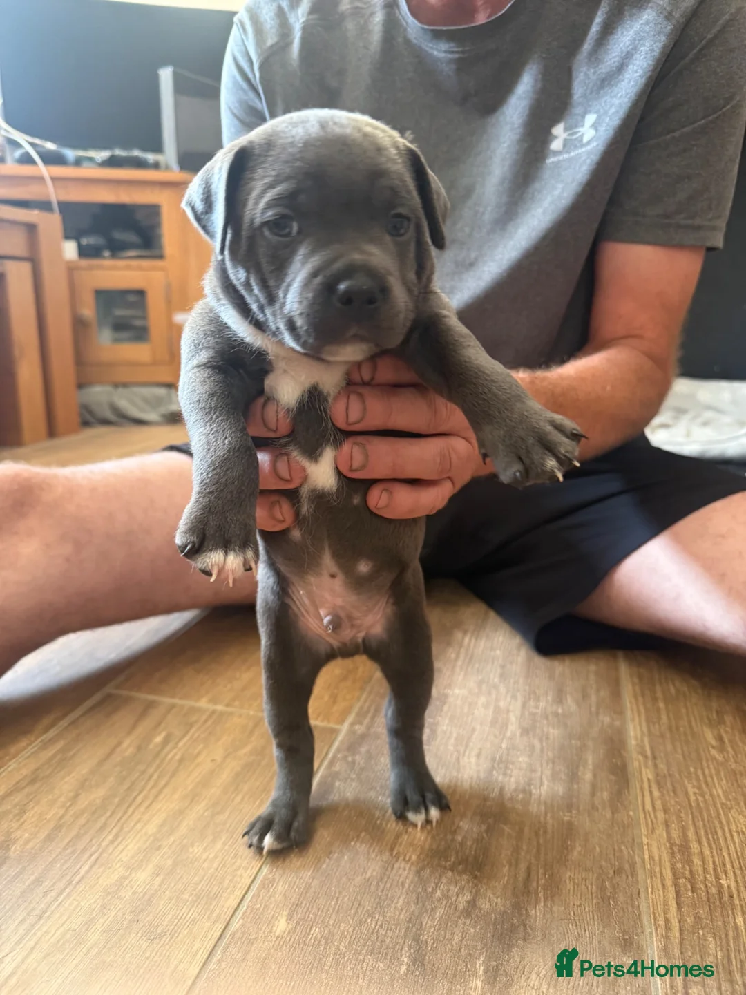 Staffordshire Bull Terrier dogs for sale:  kc registered puppies amazing bloodline in Basildon - Advert 10