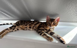 Bengal cats for sale: ❕Bengal cat for sale❕ - Image 7