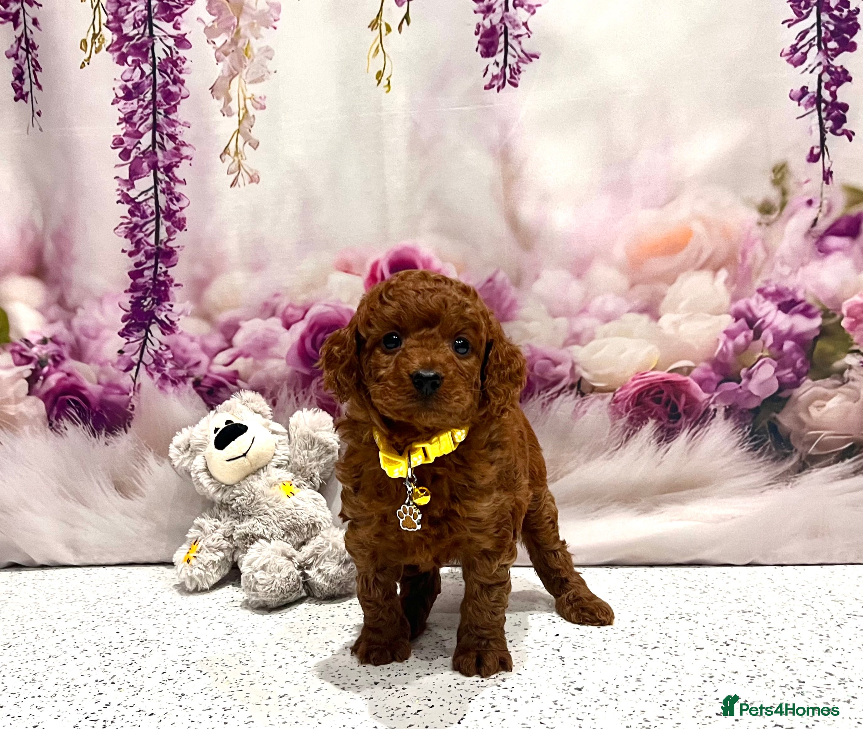 Cockapoo dogs 🌟Red F1BB Hypoallergenic DNA✅ Mini Show Cockapoos - Advert 1