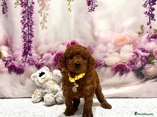 Cockapoo dogs 🌟Red F1BB Hypoallergenic DNA✅ Mini Show Cockapoos - Advert 1