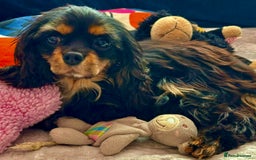 Cavalier King Charles Spaniel dogs for adoption: Button’s Story: From Despair to Love - Image 13