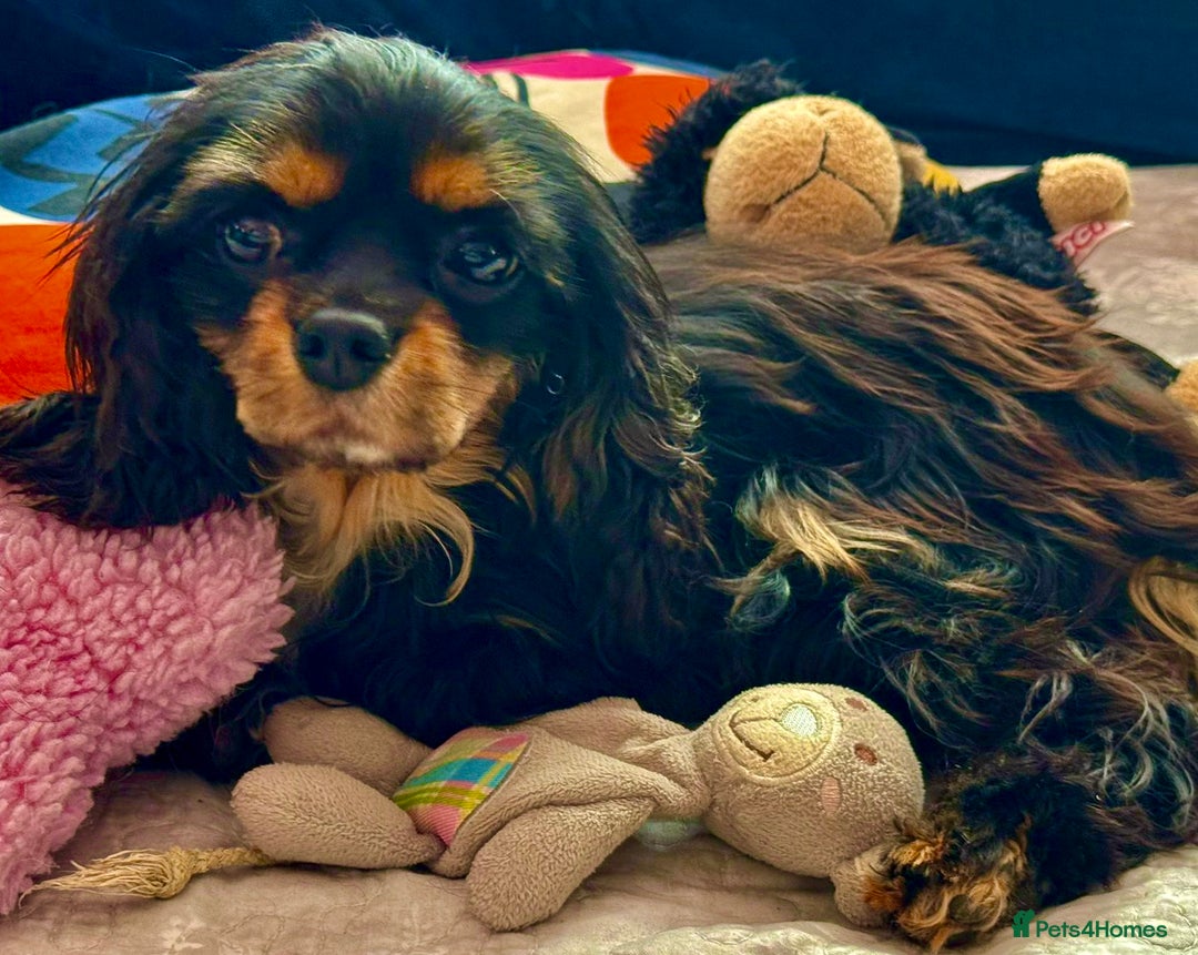 Cavalier King Charles Spaniel dogs for adoption: Button’s Story: From Despair to Love - Image 13