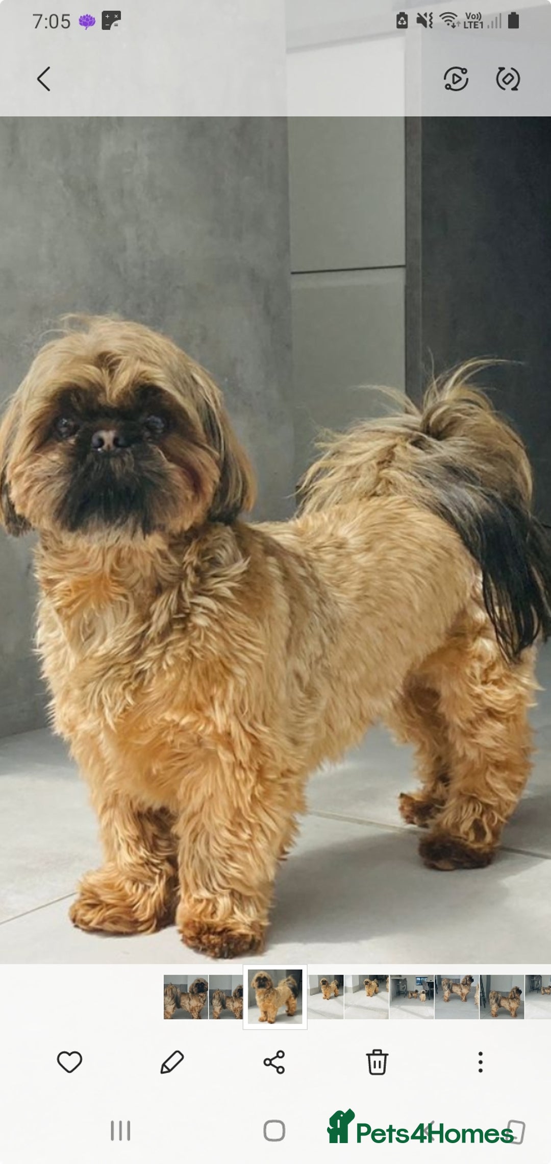 Shih Tzu dogs for stud: Stunning shihtzu stud in Wrexham - Advert 13