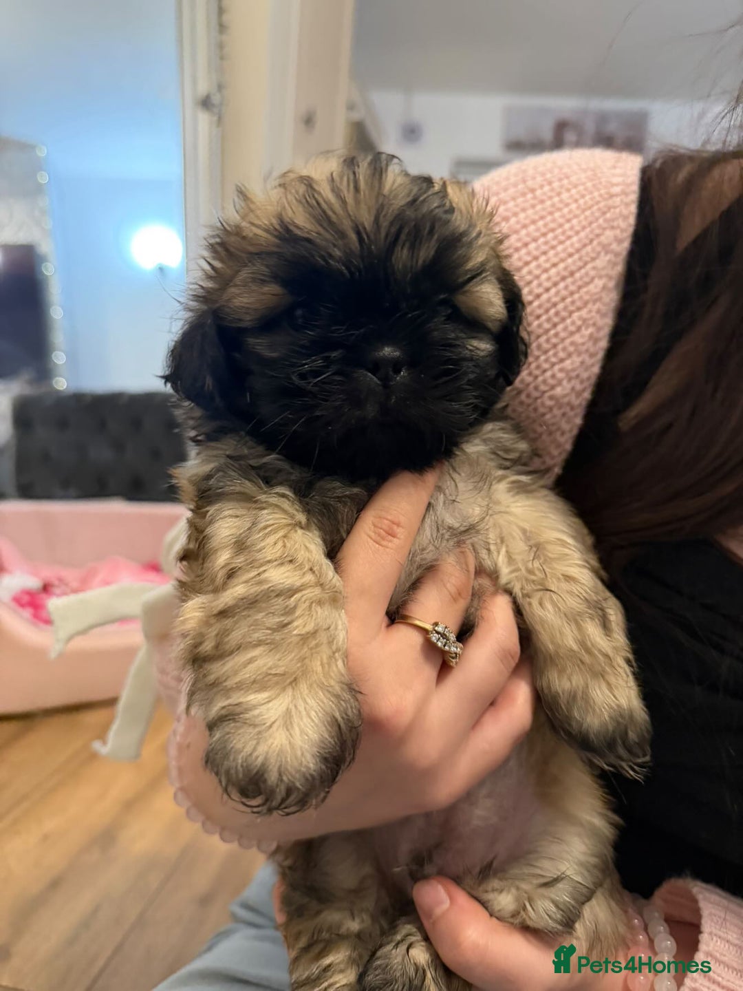 Shih Tzu dogs for sale: Shih Tzu - Advert 6