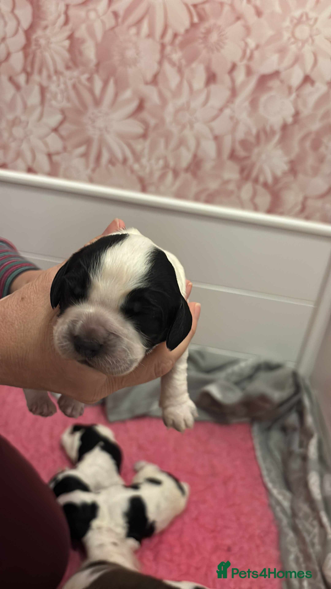 Sprocker dogs for sale: Adorable F1 Sprocker Spaniel Babies.  - Advert 27