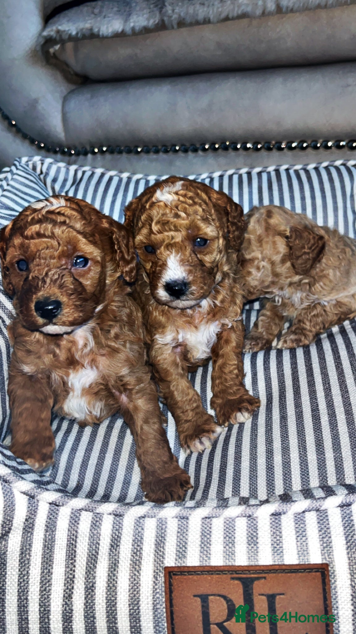 Cavapoo dogs F1B Cavapoos  - Advert 3