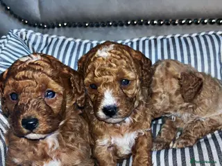 Cavapoo dogs F1B Cavapoos - Advert 3