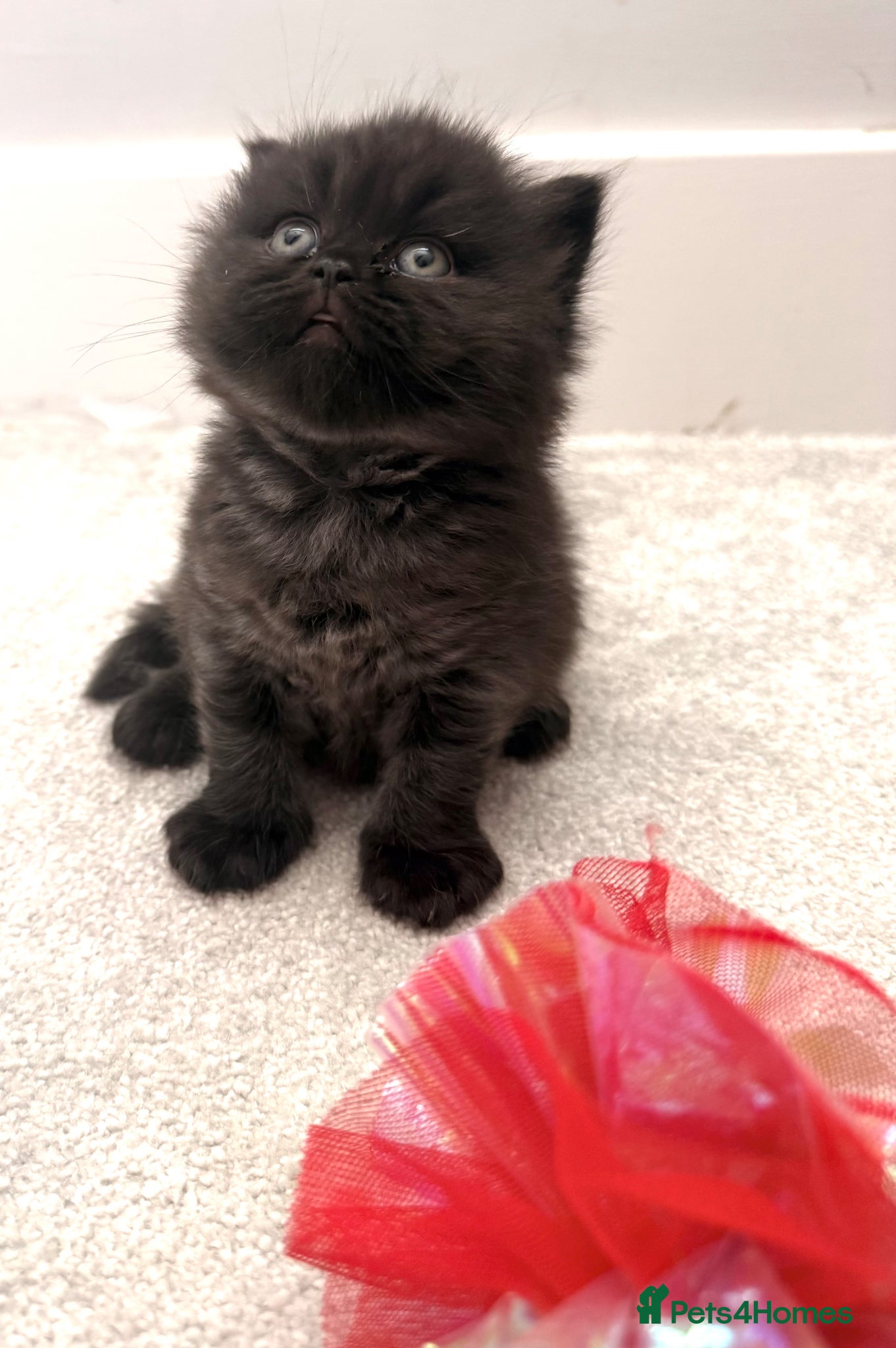 British Shorthair cats Stunning GCCF Registered British shorthair kittens - Advert 2