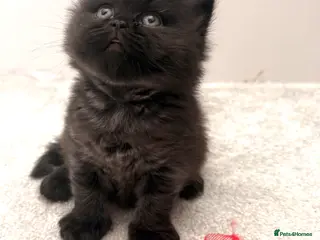 British Shorthair cats Stunning GCCF Registered British shorthair kittens - Advert 2