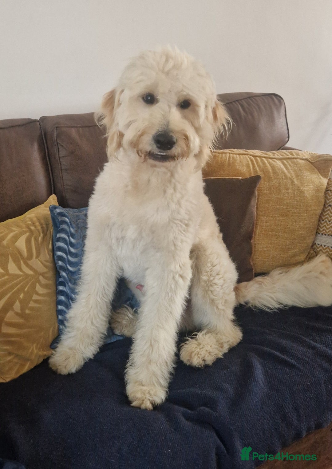 Goldendoodle dogs for stud: Beautiful large goldendoodle for stud - Image 7