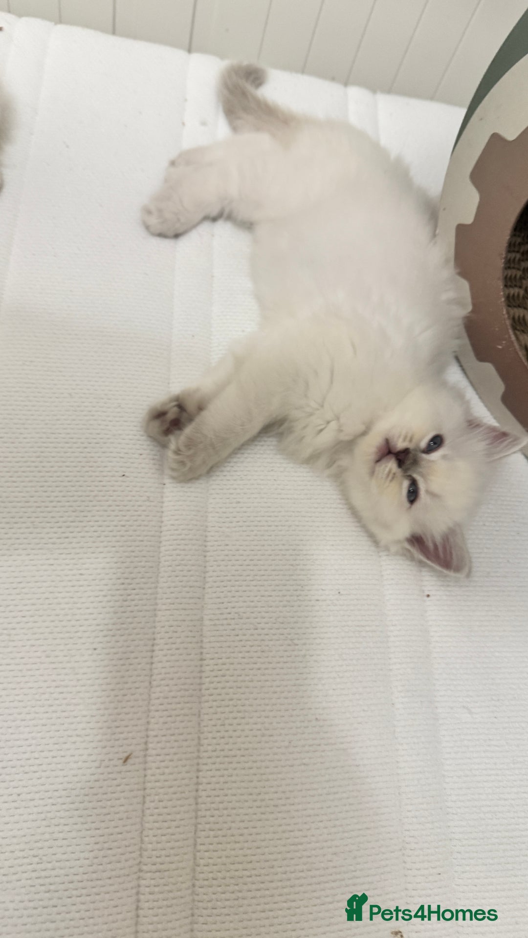 Ragdoll cats for sale: GCCF reg , Rare and milky white Lilac kittens  - Advert 25