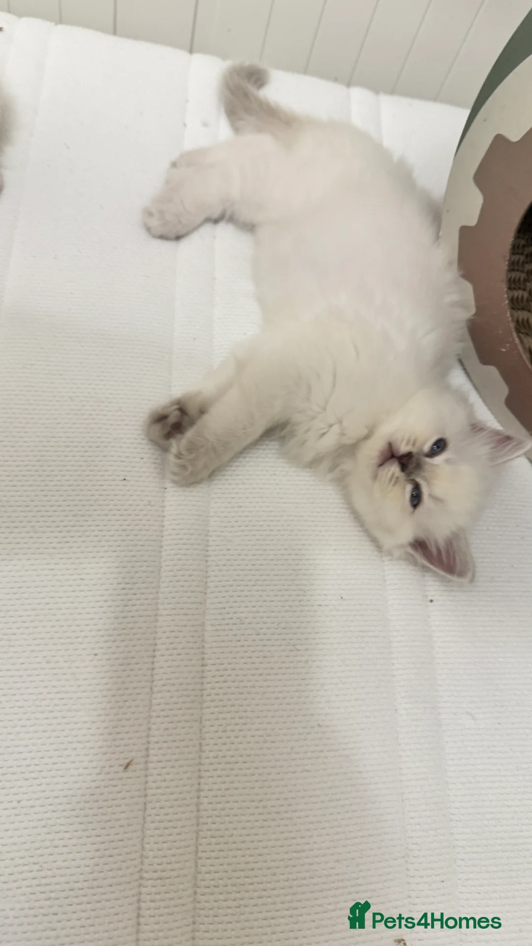 Ragdoll cats for sale: GCCF reg , Rare and icy  white Lilac kittens  - Advert 25