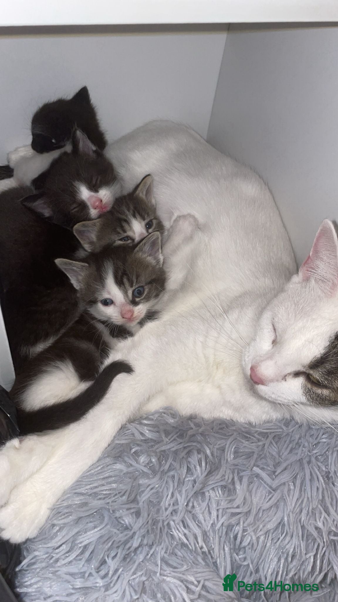 Mixed Breed cats Ready Now: 4 Adorable 12-Week-Old Kittens - Advert 1