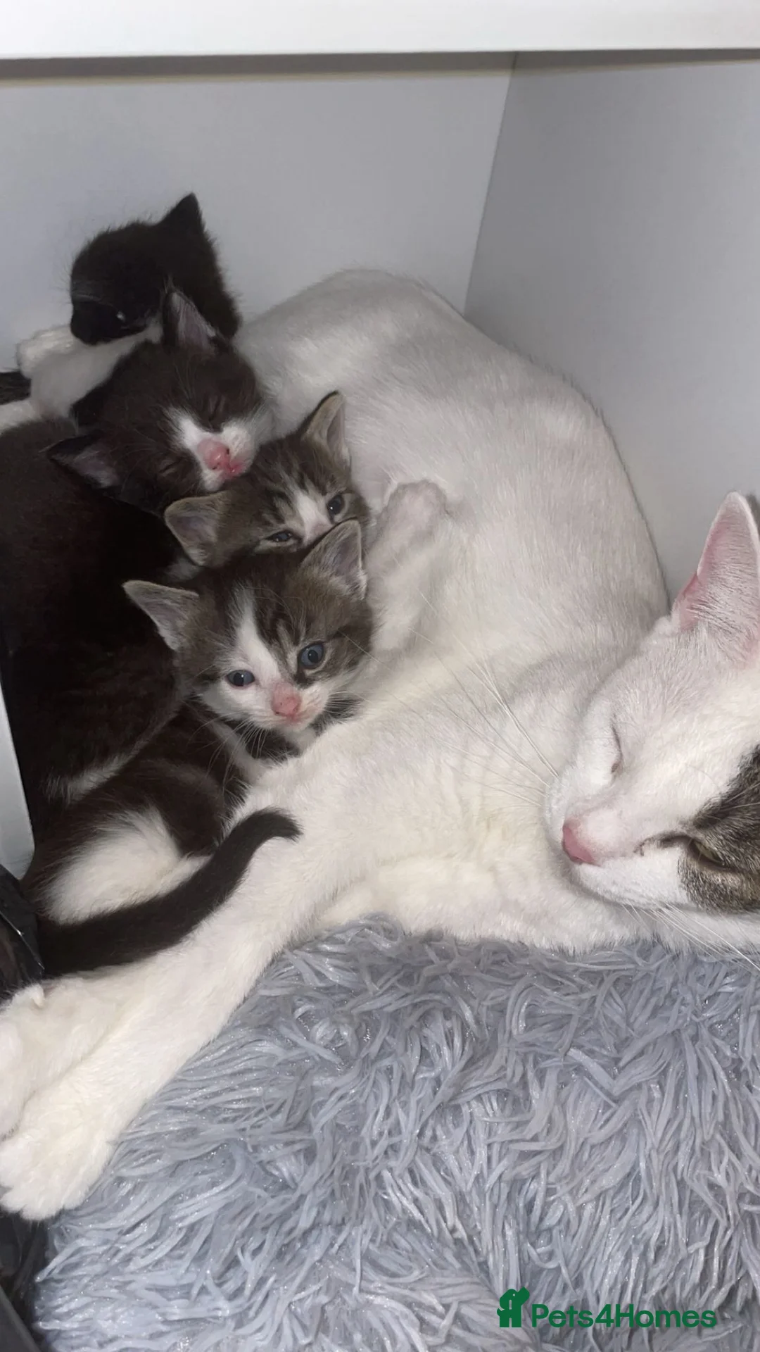Mixed Breed cats for sale: Ready Now: 4 Adorable 12-Week-Old Kittens in Bilston - Advert 1