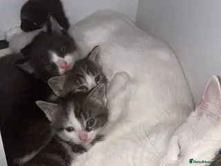Mixed Breed cats Ready Now: 4 Adorable 12-Week-Old Kittens - Advert 1
