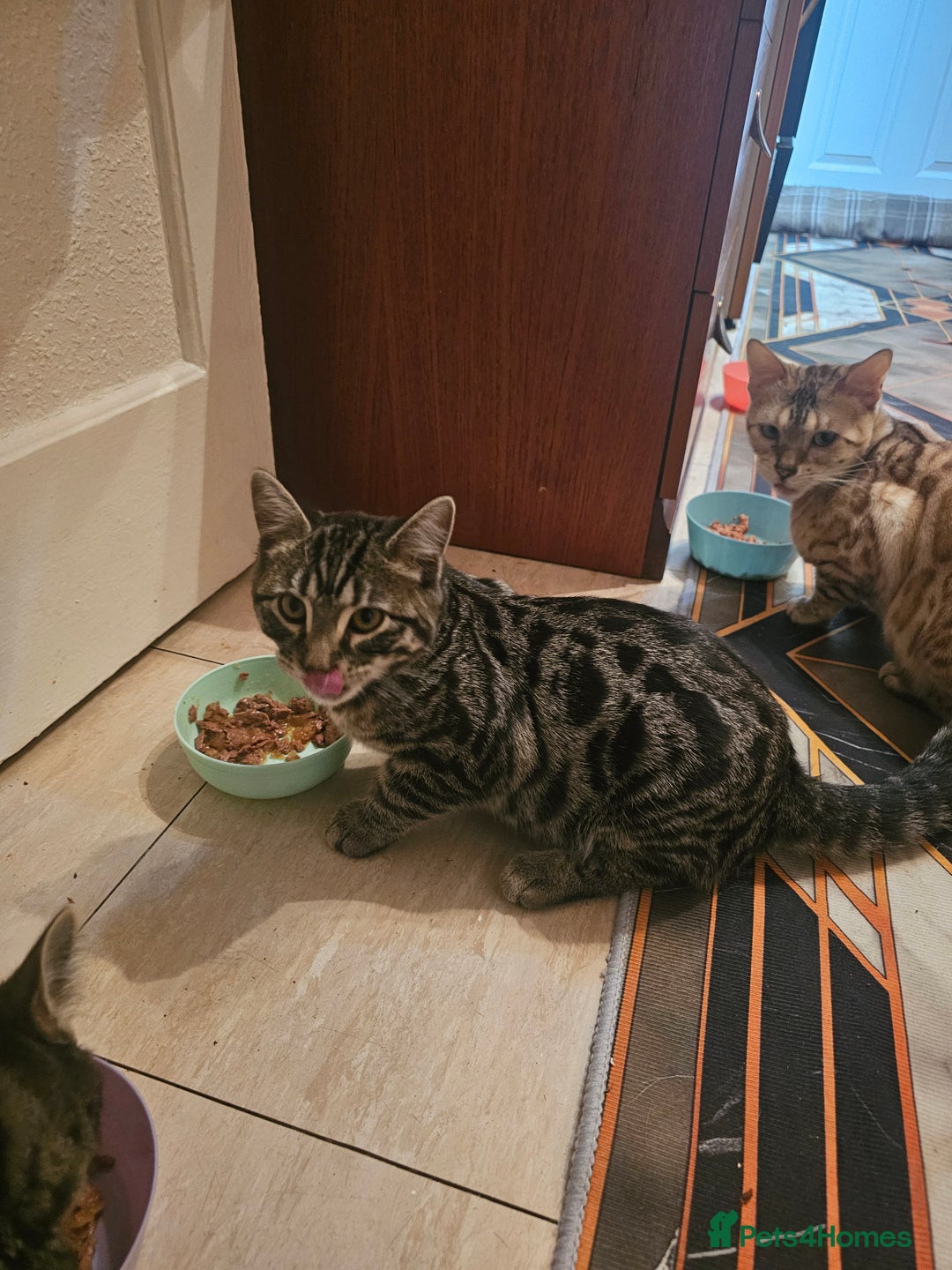 Bengal cats for sale: Bengal kittens - Advert 3