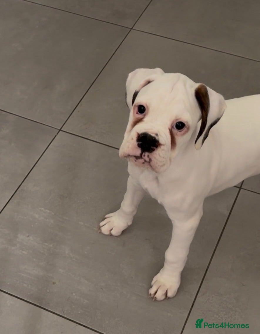 Boxer dogs boxer puppies for sale ***READY TO LEAVE NOW*** - Advert 7