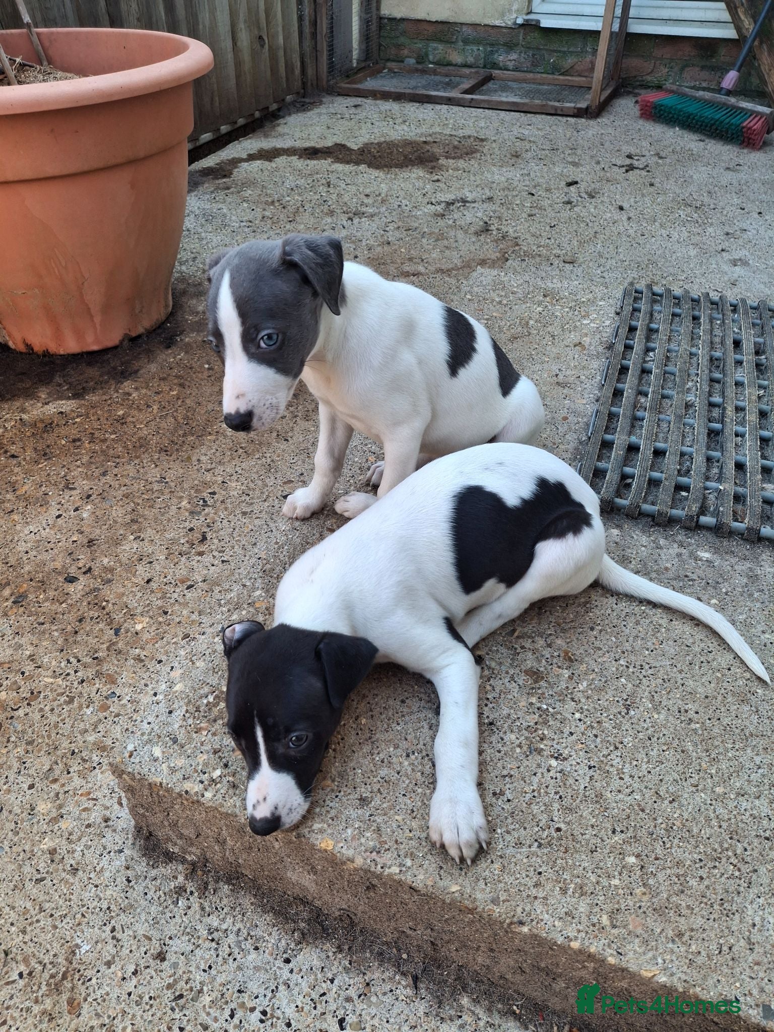 Whippet dogs KC REGISTERED WHIPPETS  - Advert 15