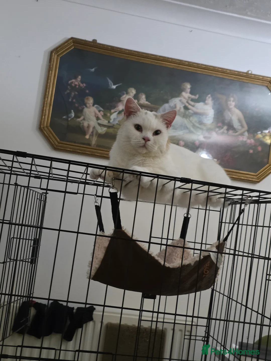 British Shorthair cats for stud: British Shorthair White Boy – proven stud service  - Advert 11