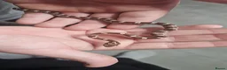 Corn Snake reptiles for sale: Baby corn snakes  in Chesterfield - Advert 1