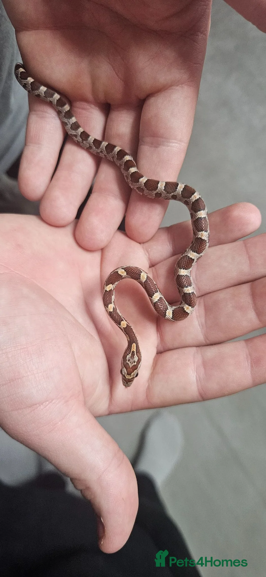 Corn Snake reptiles for sale: Baby corn snakes  in Chesterfield - Advert 1