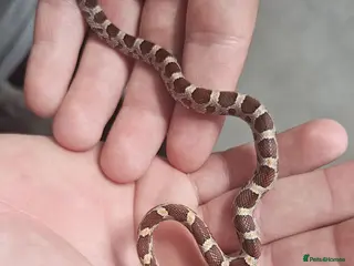 Corn Snake reptiles Baby corn snakes - Advert 1
