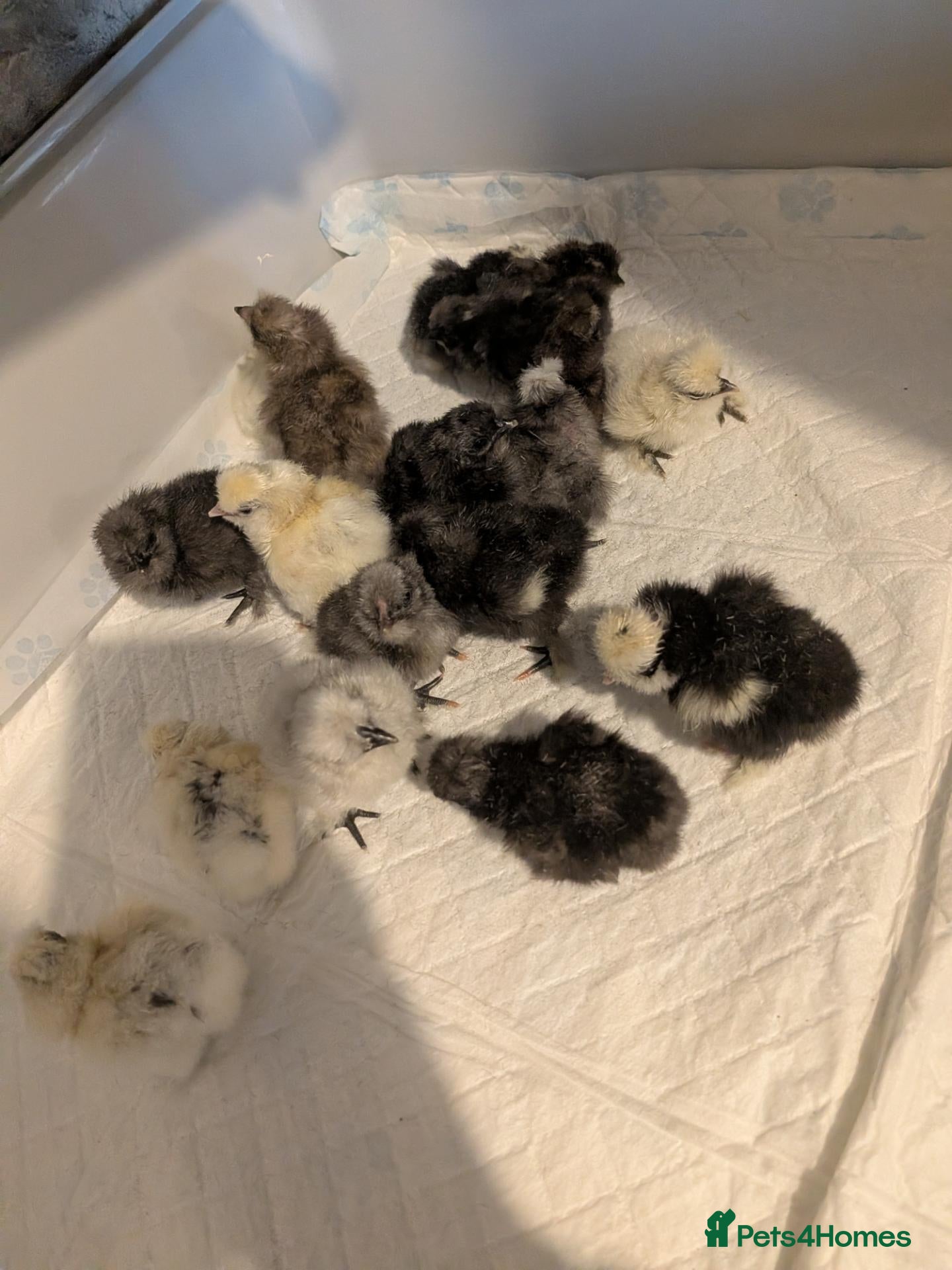 Chickens poultry Silkie Chicks mixed colours 17 left  - Advert 1