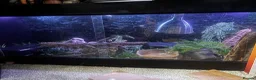 Python Snake reptiles for sale: Male ball python for sale in Kirkcaldy - Advert 3