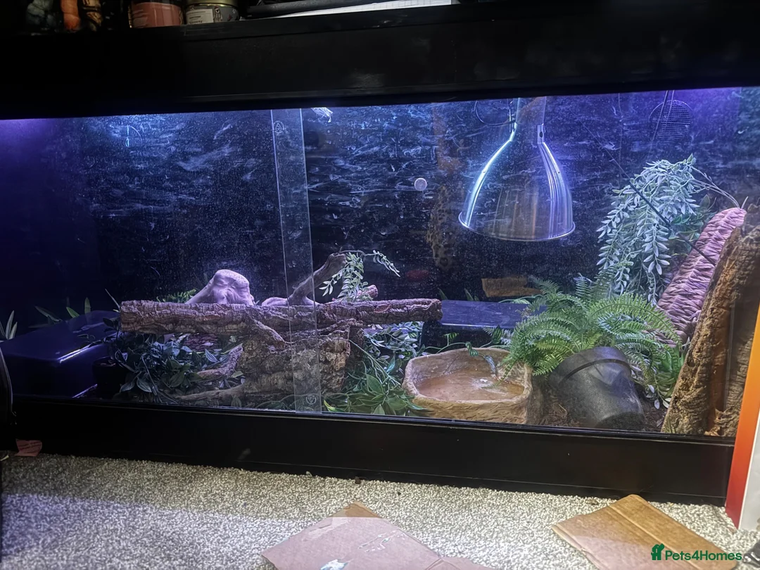 Python Snake reptiles for sale: Male ball python for sale in Kirkcaldy - Advert 3
