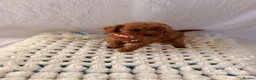 Cockapoo dogs for sale: 🐾 Beautiful Cheeky Cockapoos 🐾 - Advert 17