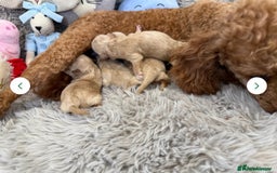 Maltipoo dogs for sale: 5 girls. fully DNA & health tested clear parents.  - Advert 21