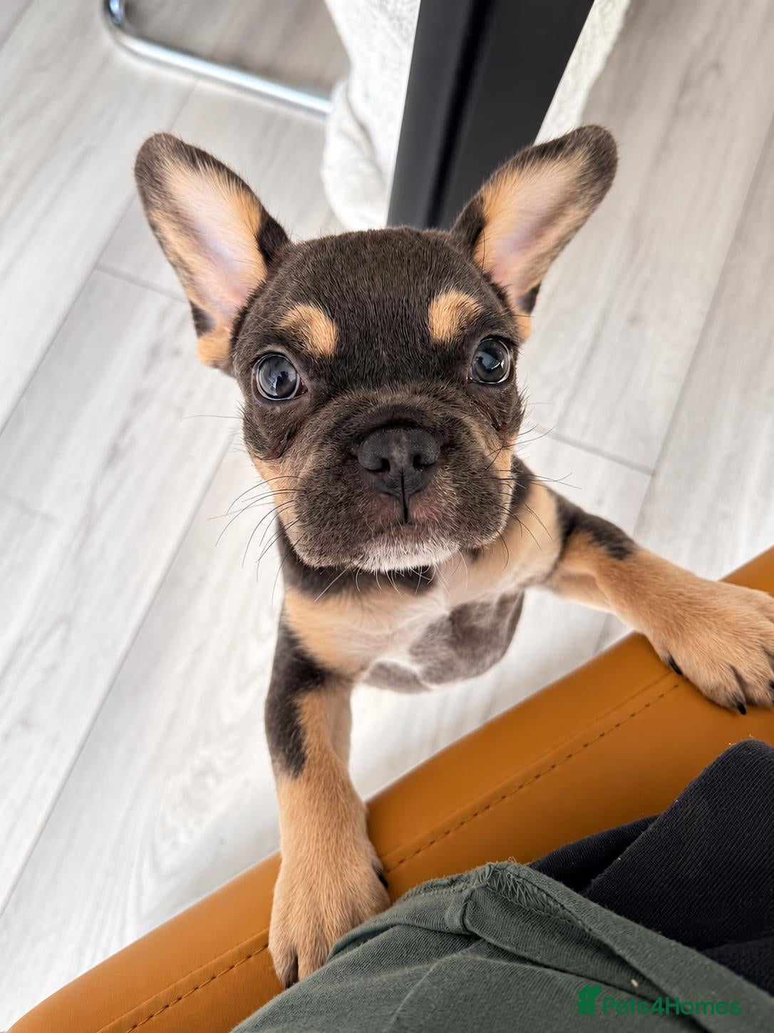 Mixed Breed dogs French Bulldog X Toy Poodle 13 Week Old Female - Advert 8