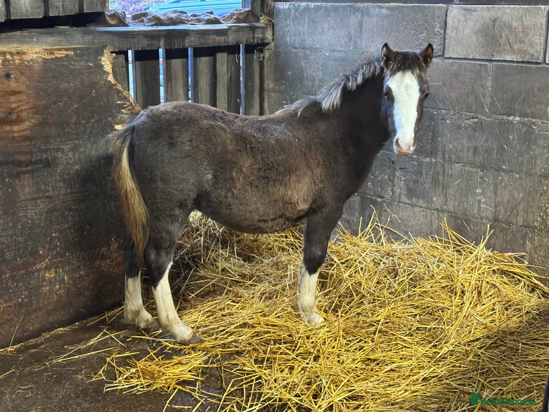 Welsh Section A horses for sale: Homes saught for the Welsh Babies  - Advert 3