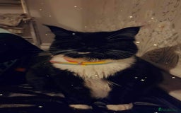 British Longhair cats for sale: 4 year old blind stick needs a new home - Advert 21