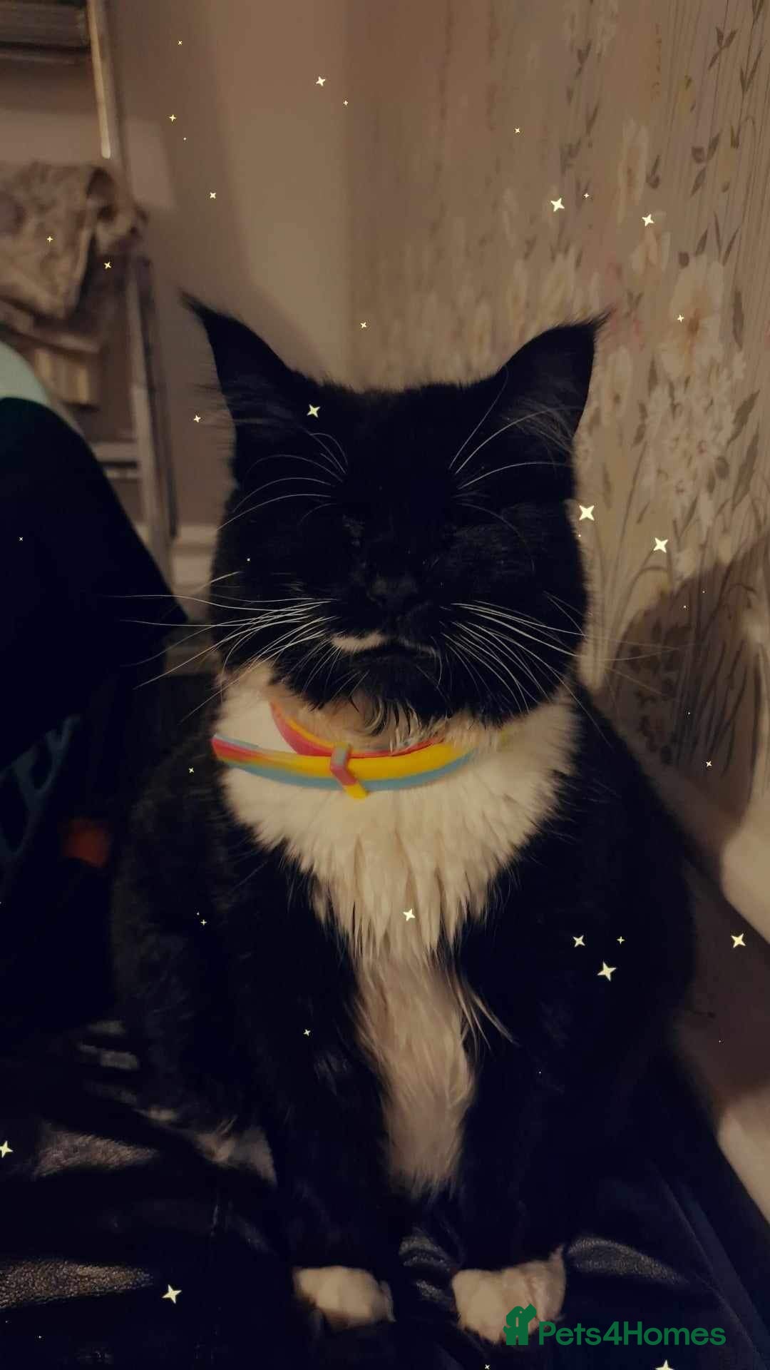 British Longhair cats for sale: 4 year old blind stick needs a new home - Advert 21